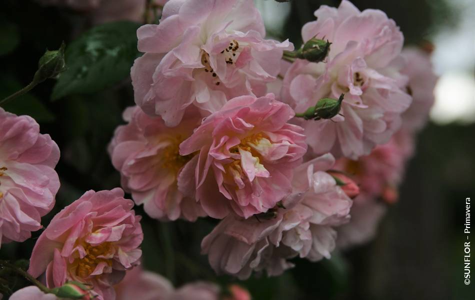 ©SUNFLOR – Primavera